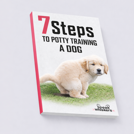 7 Steps to Potty Training a Dog