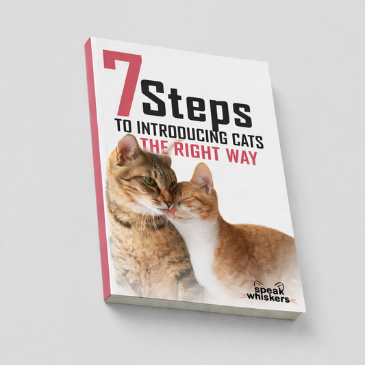 7 Steps to Introducing Cats the Right Way